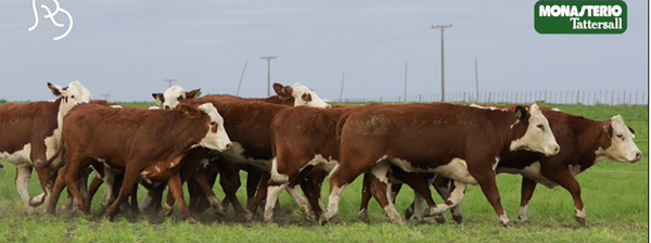 Lote VIENTRES PREÑADOS(CORRAL 49)