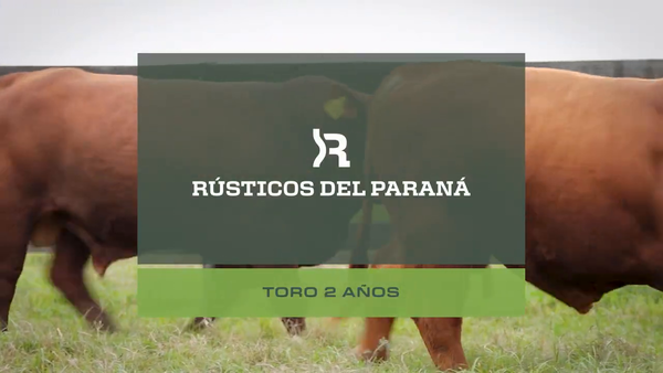 Lote Toros