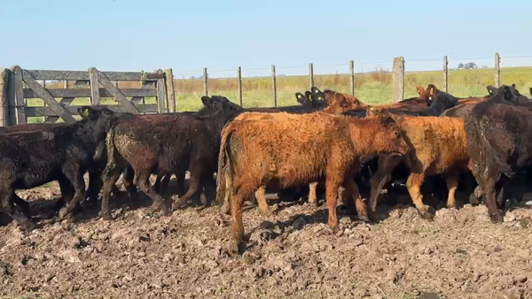 Lote 53 Terneras