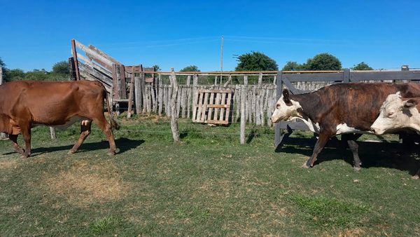 Lote 71 Vacas de invernar en Corrientes, Curuzú-Cuatiá