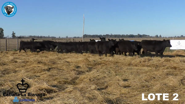 Lote 15 VAQUILLONAS ANGUS MAS