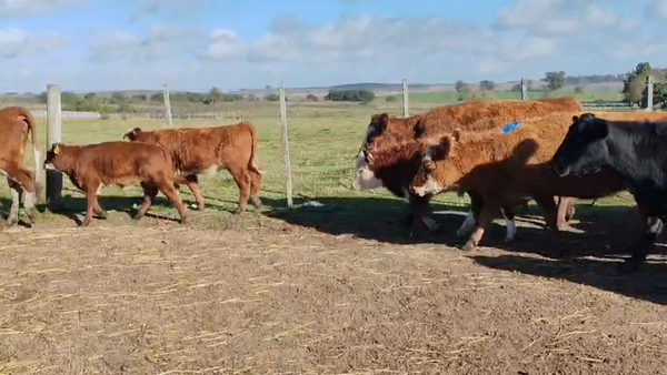 Lote 20 Piezas de cría, San José
