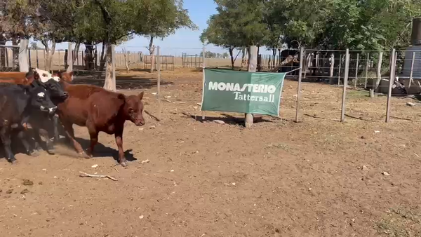 Lote 36 Terneras en Rivera