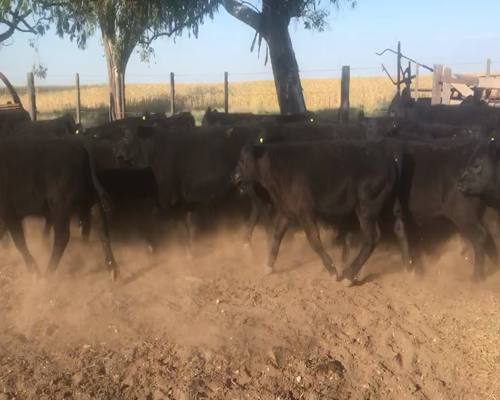 Lote 92 Terneros/as en Coronel Dorrego, Buenos Aires