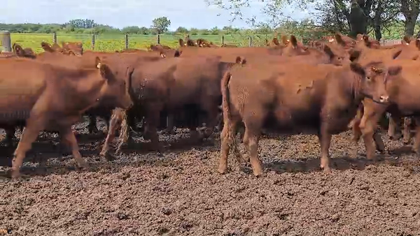 Lote 60 Vaquillonas preñadas en Buenos Aires, Bragado