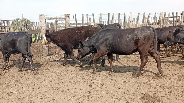 Lote 70 Terneros/as
