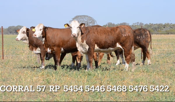 Lote CORRAL 57- CABAÑA LAS MERCEDES