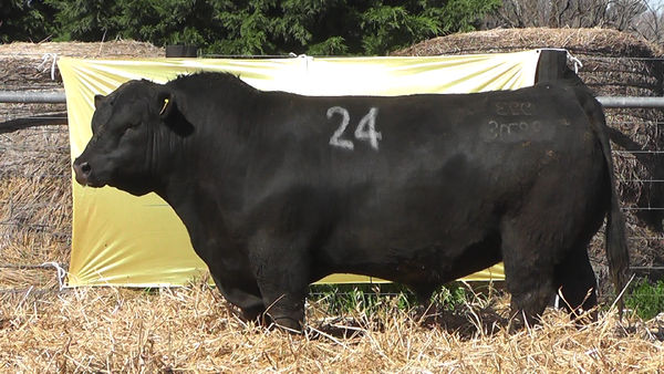 Lote TOROS ANGUS PURO CONTROLADO