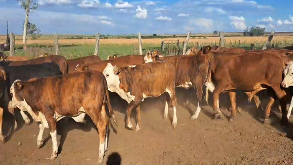 Lote 125 Terneros/as