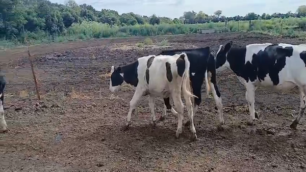Lote 4 Novillitos y vaquillonas Holando en Sunchales, Santa Fe