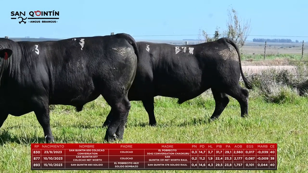 Lote LOTE 3 - ABERDEEN ANGUS PI