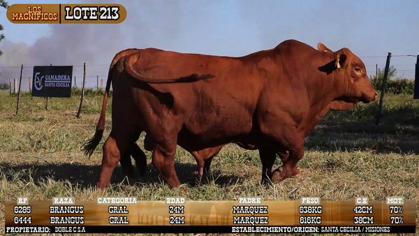 Lote LOTE 213 - VIVO