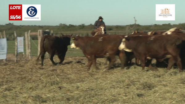 Lote Vaquillas Braford Generales para Servicio (Aptas Reproductivas por Tacto Rectal)