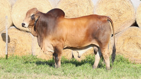 Lote LOTE 54