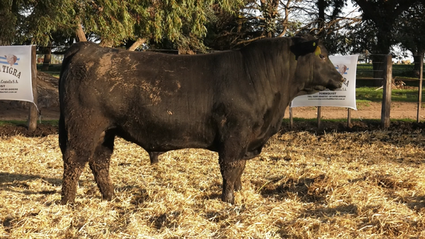 Lote TOROS PUROS CONTROLADOS