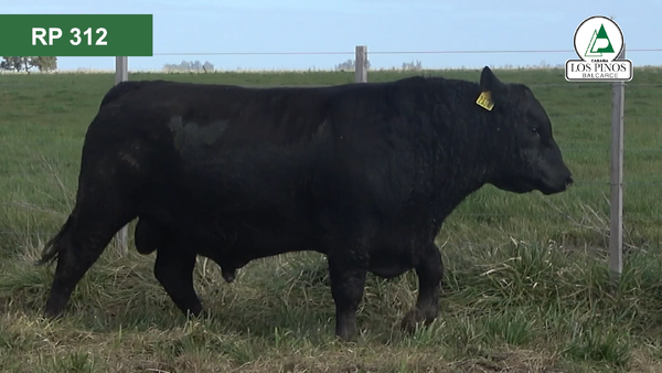 Lote 3 Toros ANGUS en Balcarce