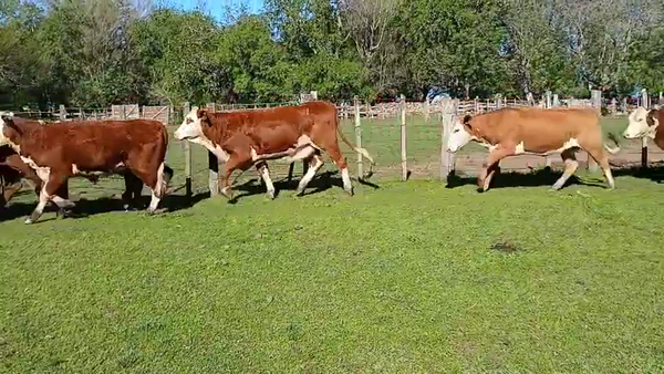 Lote 12 Vaquillonas preñadas, Artigas