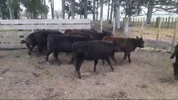 Lote (Vendido)8 Terneras ANGUS 170kg -  en OMBUES DE LAVALLE