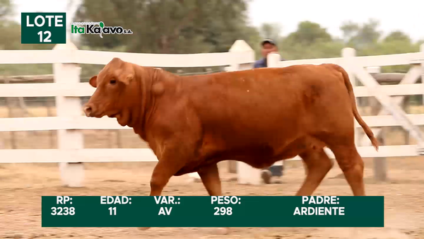 Lote LOTE 12