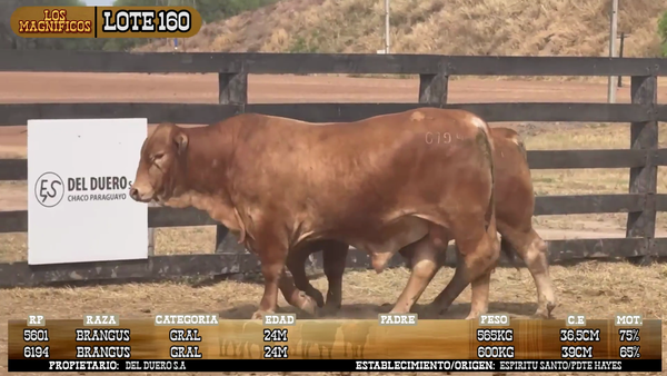 Lote LOTE 160 - POR PANTALLA