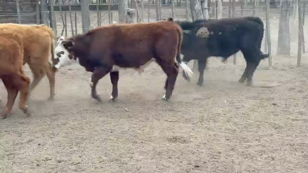 Lote 70 Terneros