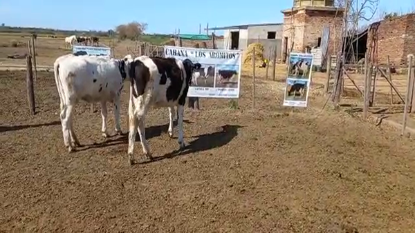 Lote Cabaña Los Aromitos