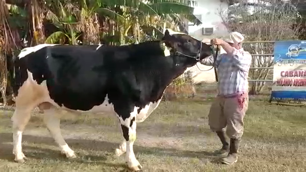 Lote Oscar Giuliano - Toro Saul