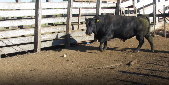 Lote 1 Toros en Soriano