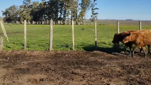 Lote Terneras