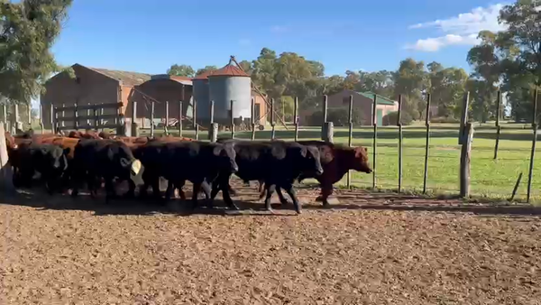 Lote 70 Terneros en Pehuajó