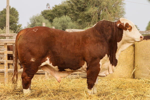 Lote LOTE 58