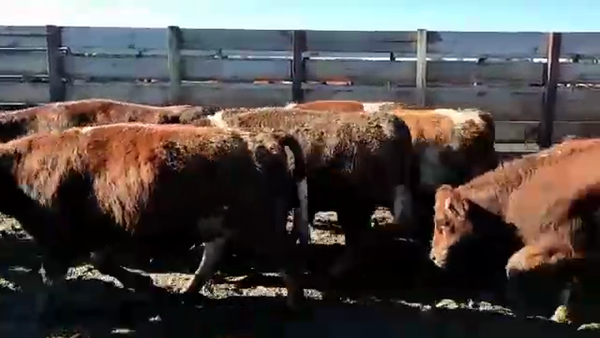 Lote 20 Vaquilla Gorda en Los Ángeles, VIII Región Biobío