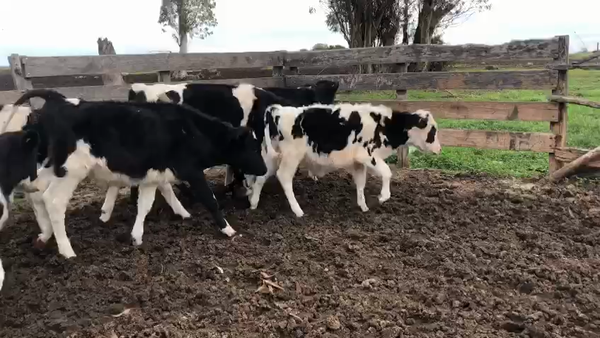 Lote 11 terneros holando