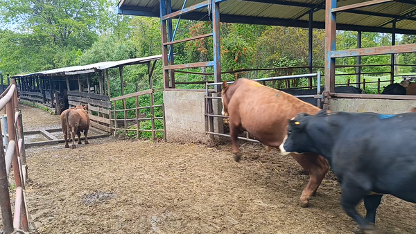 Lote 20 Torete en Futrono, XIV Región Los Ríos