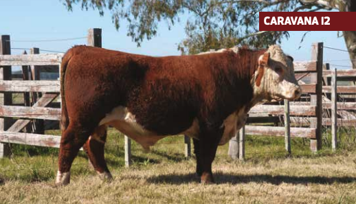 Lote RDA ANCARES ZERCA 9249/4064/17