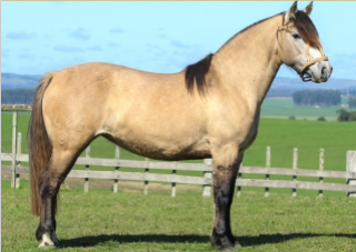 Lote GAUCHITA 426 DE LA CASILLA