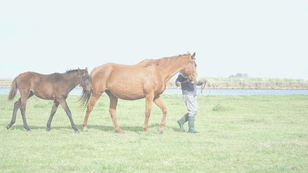 Lote APHATA MIX (DYNAMIX -  APHATA) YRGUA MADRE PREÑADA Y C/CRIA AL PIE