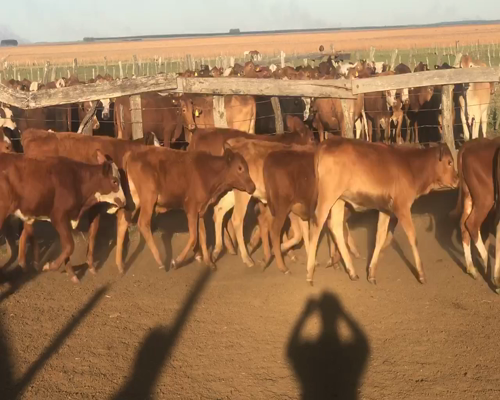 Lote 300 Terneros/as en Virasoro, Corrientes