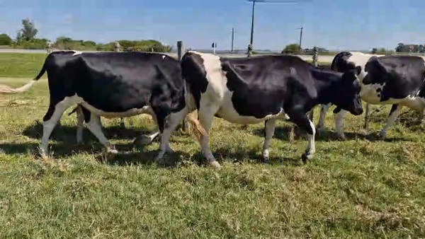 Lote 8 Vaquillonas  450kg - , San José