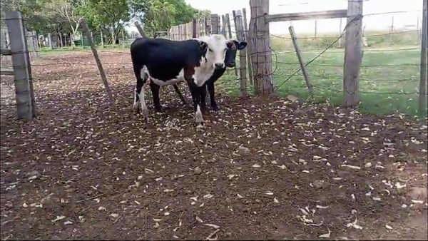 Lote 10 Terneros CRUZAS CARNICERAS 163kg -  en COLONIA PALMA, 1O KM AL OESTE.