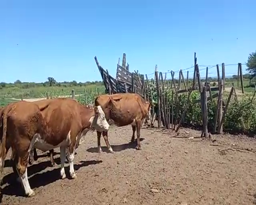 Lote BOCCARDO ROBERTO CARLOS