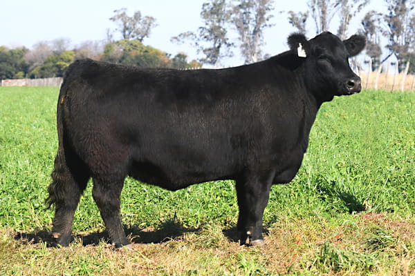 Lote RP 17665 y RP 17673 - VAQUILLONAS ELECCIÓN PP