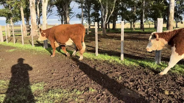Lote VACAS PREÑADAS