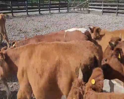 Lote 60 Novillo Engorda en Cunco, IX Región Araucanía