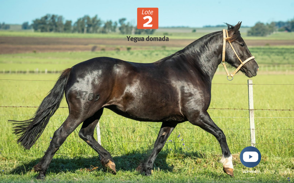 Lote DEL SILENCIO ARMONIOSA