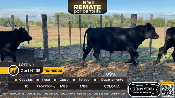 Lote 10 Terneros en La Horqueta, Colonia