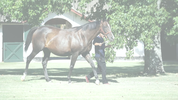 Lote APOSTOLICA (REMOTE - N YOU) preñez de MADE YOU LOOK