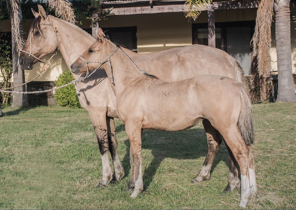 Lote JAGUEL CATALINA