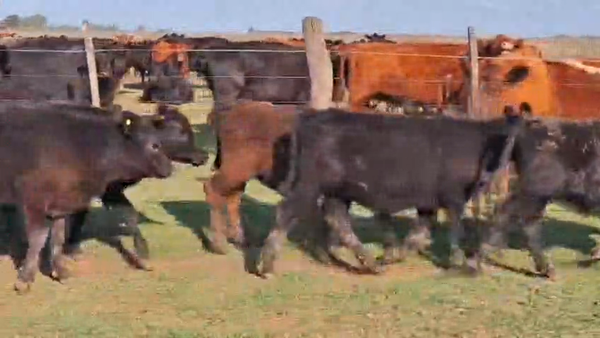 Lote 111 Terneros/as