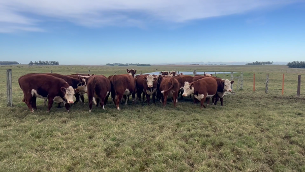 Lote 20 Vacas